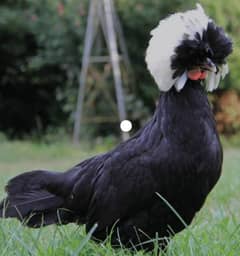 White , black and blue buff Polish chick's available 0