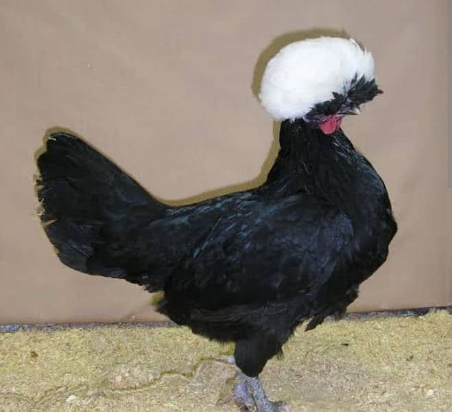 White , black and blue buff Polish chick's available 4