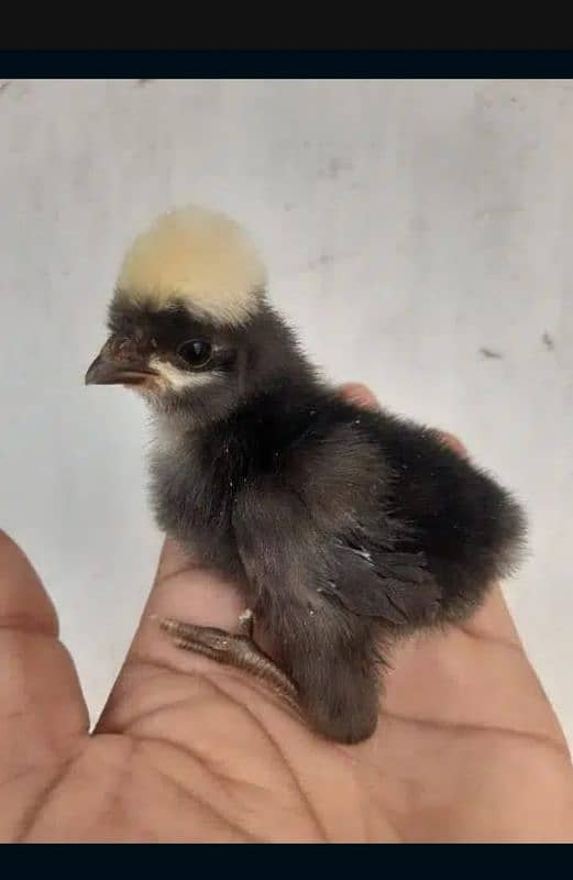 White , black and blue buff Polish chick's available 5