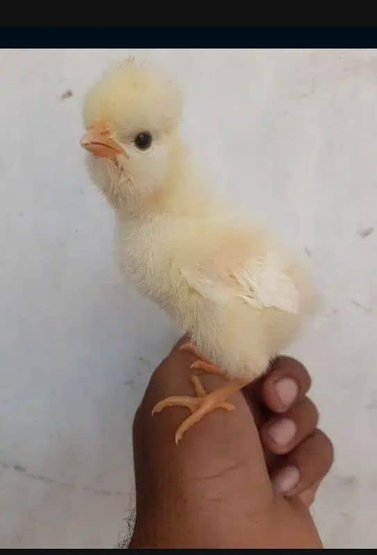 White , black and blue buff Polish chick's available 6