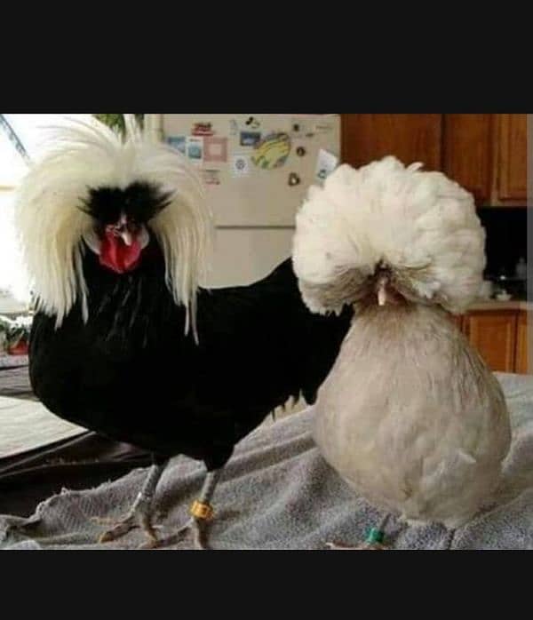 White , black and blue buff Polish chick's available 7