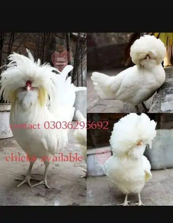 White , black and blue buff Polish chick's available 9