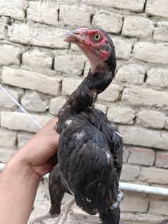 Aseel hen / pure aseel / Pure Aseel Hens