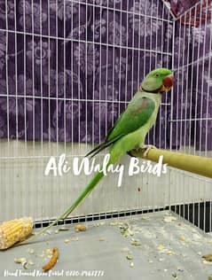 Parrots For Sale Home Breed See Description 0