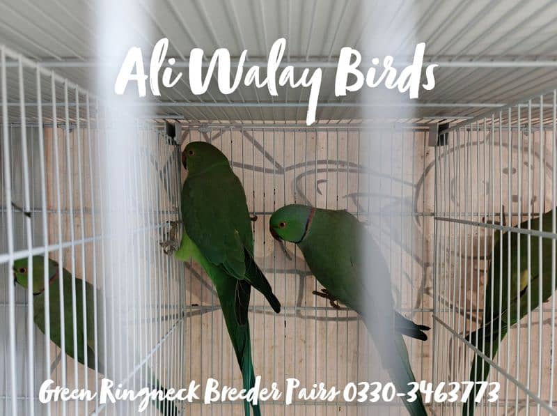 Parrots For Sale Home Breed See Description 1