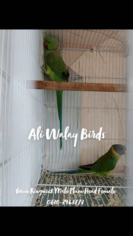 Parrots For Sale Home Breed See Description 2