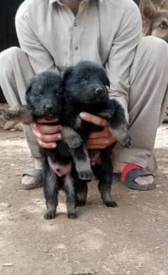 German Shepherd puppies for sale 03102538351