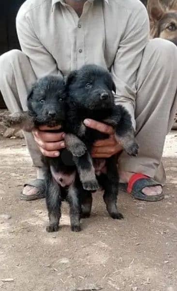 German Shepherd puppies for sale 03102538351 0