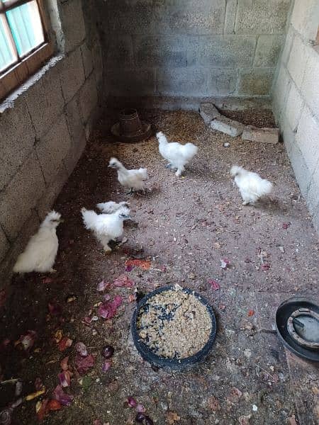 white pure silki hens and 4 month chick's available for sale 3