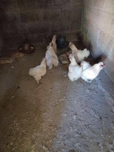 white pure silki hens and 4 month chick's available for sale 4