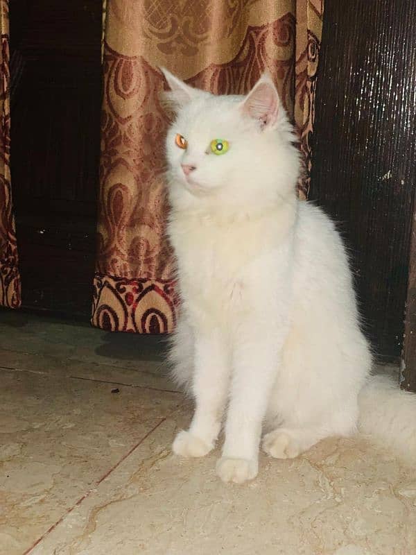 Cat persian 1