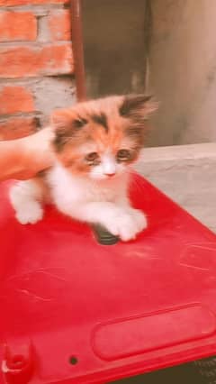 persian punch face for sale baby urgent age 1 month