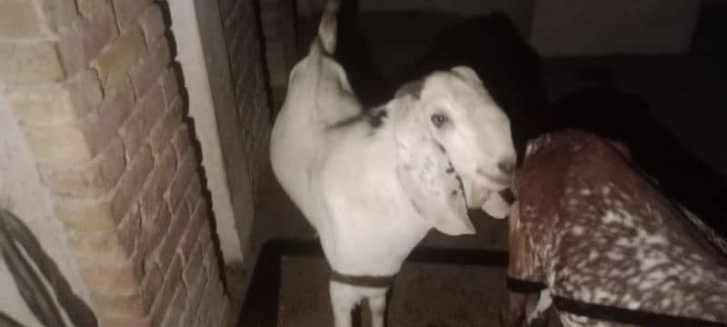 Gulabi breeder rajanpuri bakra goat 0