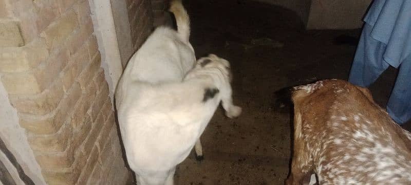 Gulabi breeder rajanpuri bakra goat 2