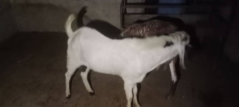 Gulabi breeder rajanpuri bakra goat 3