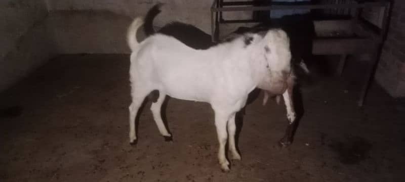 Gulabi breeder rajanpuri bakra goat 4