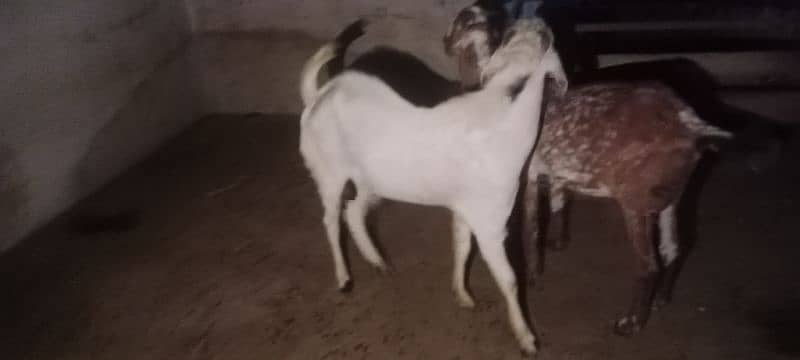 Gulabi breeder rajanpuri bakra goat 5