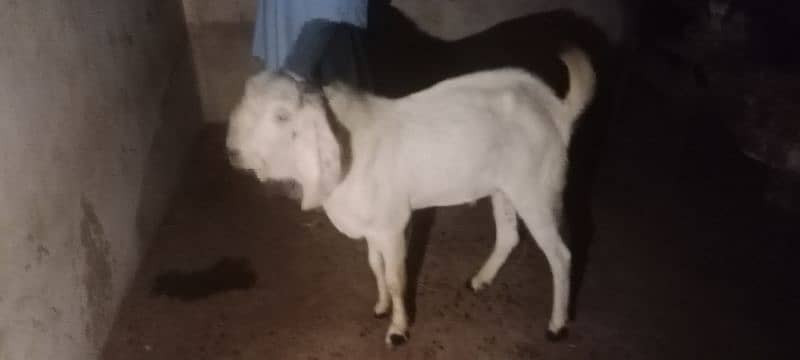 Gulabi breeder rajanpuri bakra goat 6