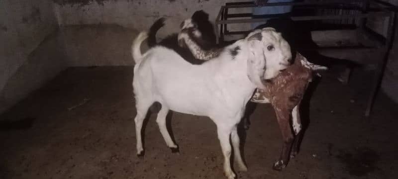 Gulabi breeder rajanpuri bakra goat 7