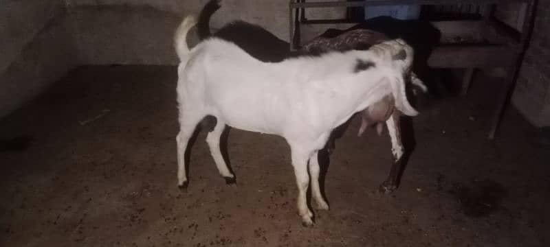 Gulabi breeder rajanpuri bakra goat 8