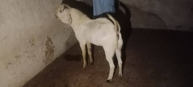 Gulabi breeder rajanpuri bakra goat 9