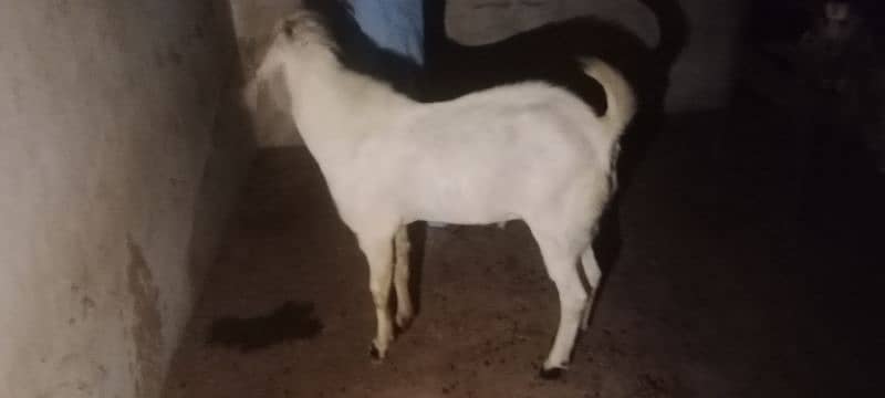 Gulabi breeder rajanpuri bakra goat 10