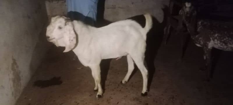 Gulabi breeder rajanpuri bakra goat 11