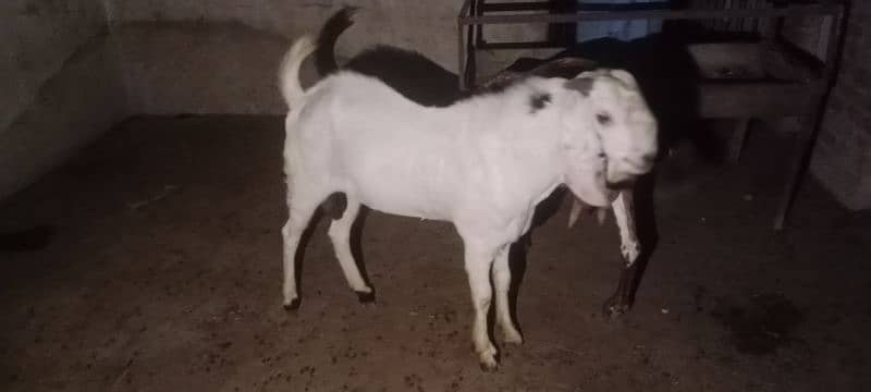 Gulabi breeder rajanpuri bakra goat 12