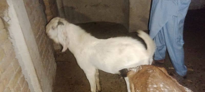 Gulabi breeder rajanpuri bakra goat 14