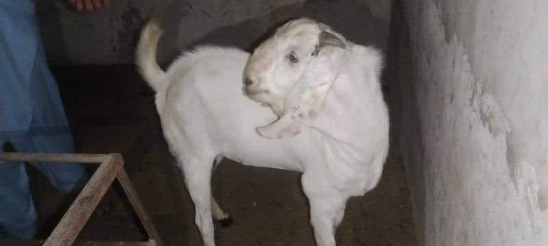 Gulabi breeder rajanpuri bakra goat 15