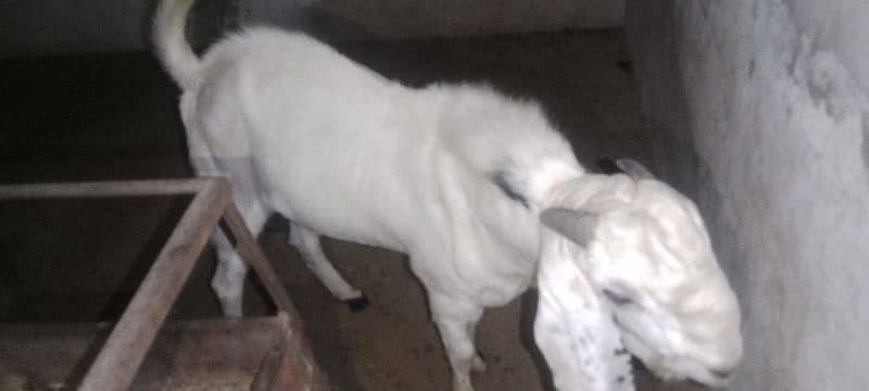 Gulabi breeder rajanpuri bakra goat 16