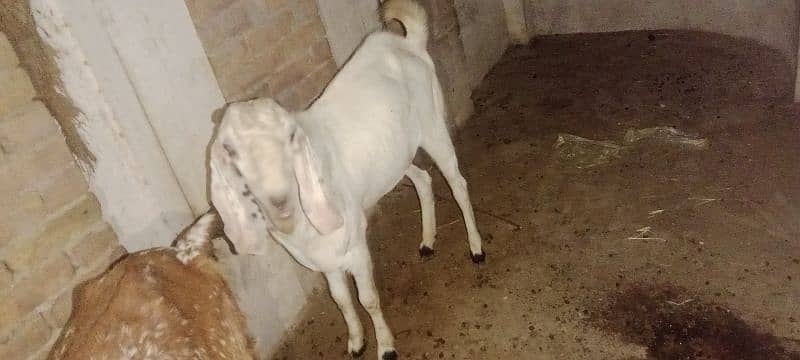 Gulabi breeder rajanpuri bakra goat 17