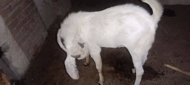 Gulabi breeder rajanpuri bakra goat 18