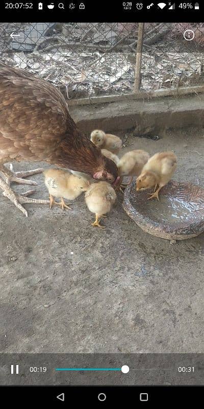 4 days old rir chicks 1