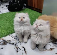 Persian triple coated kittens for sale