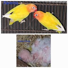 1 Lutino Personata breeder pair without chicks. 03116130712