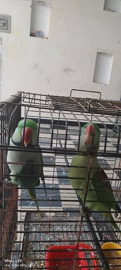 breeder pair parrots for sale