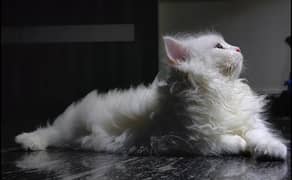 White Persian cat with blue eyes