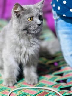 grey color very cute cat