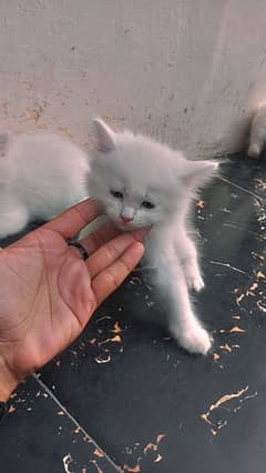 persian male & femail kitten