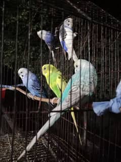 Australian Parrots