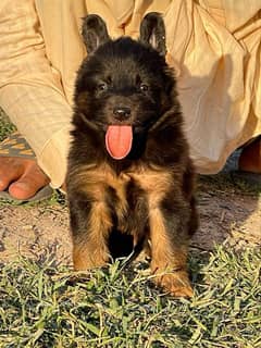 German Shepherd long coat havey bone male for sale