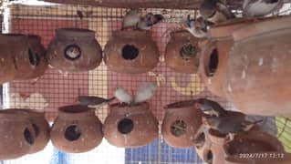 Finches