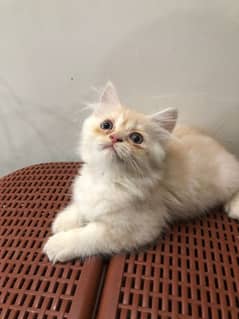 Cute Persian Cat Kitten