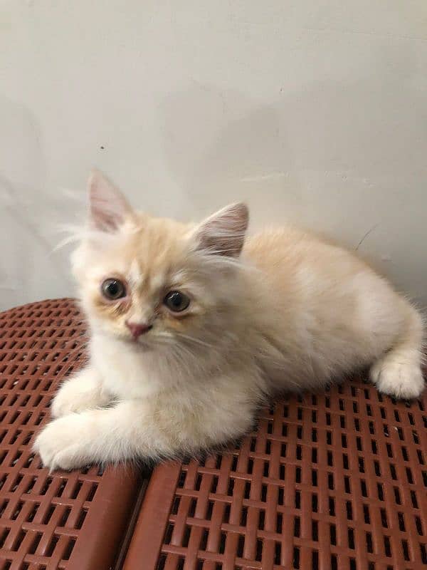 Cute Persian Cat Kitten 1