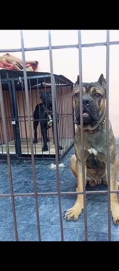 Russia Import Cane Corso Confirm Stud male available 0