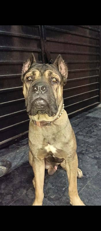 Russia Import Cane Corso Confirm Stud male available 2