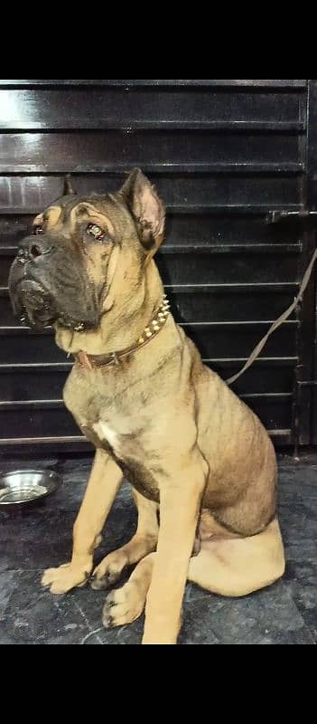 Russia Import Cane Corso Confirm Stud male available 3