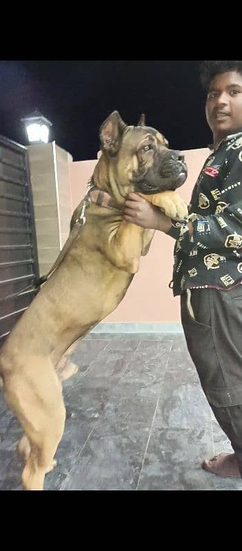 Russia Import Cane Corso Confirm Stud male available 4