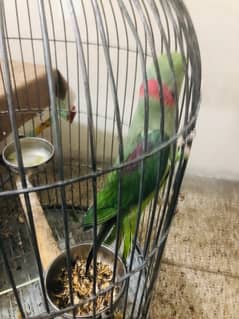 Beautiful raw parrot for sale